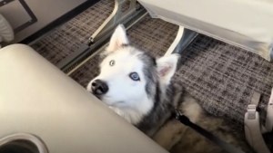 Illustration : Abandonnée sur la route et amputée d'une patte, cette chienne croque désormais la vie à pleines dents et enchaîne les voyages (vidéo)