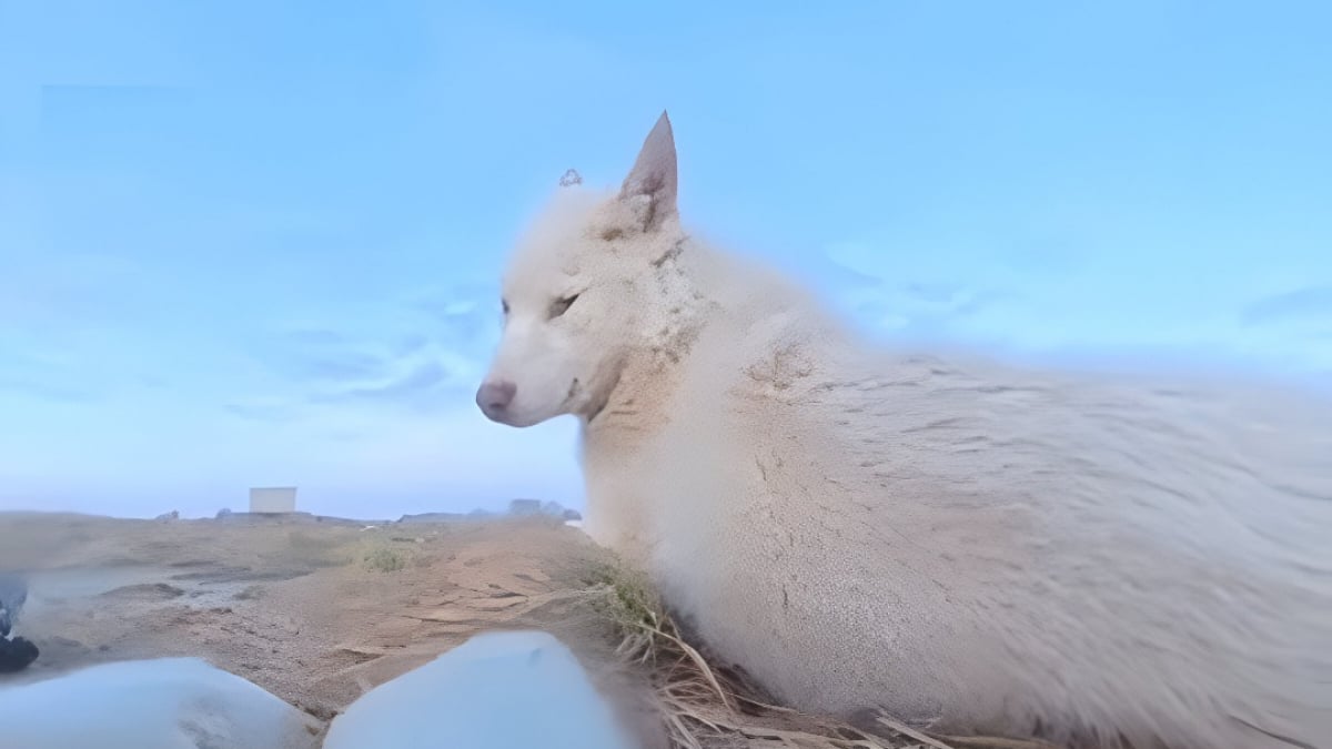 Illustration : "Un chien de traîneau s'empare de la caméra d'un journaliste et se filme pendant qu'il s'échappe avec son butin (vidéo)"