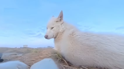 Illustration : Un chien de tra&icirc;neau s'empare de la cam&eacute;ra d'un journaliste et se filme pendant qu'il s'&eacute;chappe avec son butin (vid&eacute;o)
