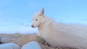 Illustration : Un chien de traîneau s'empare de la caméra d'un journaliste et se filme pendant qu'il s'échappe avec son butin (vidéo)