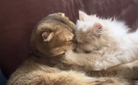 Ce chat rongé par la solitude reste d'abord perplexe en rencontrant son nouveau petit frère avant que l'amour ne l'emporte (vidéo)