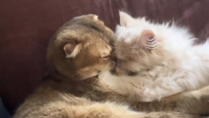 Illustration : Ce chat rongé par la solitude reste d'abord perplexe en rencontrant son nouveau petit frère avant que l'amour ne l'emporte (vidéo)