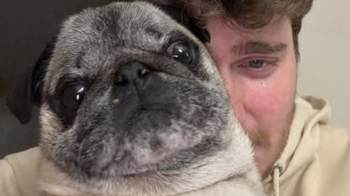 Illustration : "« Il affaiblit la portée des vrais appels à l'aide »,  l'association YouCare porte plainte après le faux enlèvement d'un chien orchestré par un influenceur"