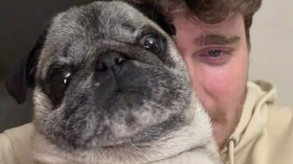 Illustration : &laquo; Il affaiblit la port&eacute;e des vrais appels &agrave; l'aide &raquo;,  l'association YouCare porte plainte apr&egrave;s le faux enl&egrave;vement d'un chien orchestr&eacute; par un influenceur