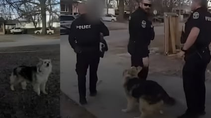 Illustration : &laquo; Allons le chercher &raquo;, ce chien agit en h&eacute;ros en guidant un policier vers un gar&ccedil;on de 3 ans disparu (vid&eacute;o)