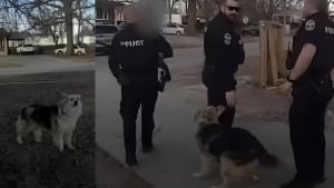 Illustration : &laquo; Allons le chercher &raquo;, ce chien agit en h&eacute;ros en guidant un policier vers un gar&ccedil;on de 3 ans disparu (vid&eacute;o)