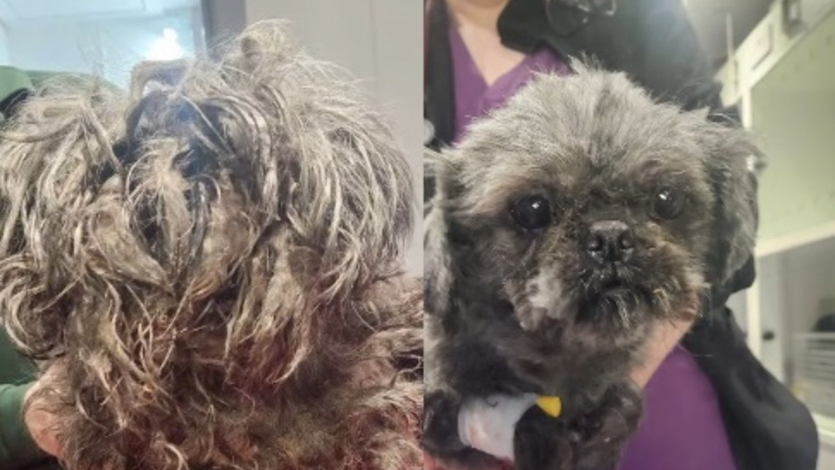 Illustration : "Cachée sous un tas de feuilles mortes devant une clinique fermée, cette chienne a survécu à 24 heures d'attente glaciale avant d'être remarquée"