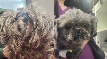 Illustration : Cach&eacute;e sous un tas de feuilles mortes devant une clinique ferm&eacute;e, cette chienne a surv&eacute;cu &agrave; 24 heures d'attente glaciale avant d'&ecirc;tre remarqu&eacute;e