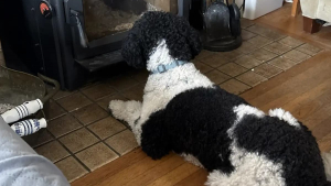 Illustration : En voyant son chien fixer le poêle, elle comprend qu’un intrus s’est glissé par la cheminée