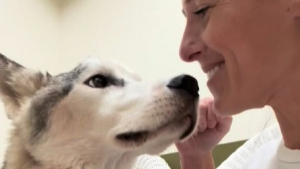 Illustration : « Je n’y crois pas », jugé incurable et condamné à l’euthanasie, ce Husky abandonné survit grâce à l’obstination d’une bénévole courageuse (vidéo)