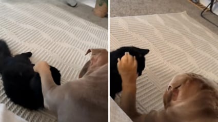 Illustration : &laquo; Maintenant il fait pareil &raquo;, apr&egrave;s avoir observ&eacute; ses humains, ce chiot Bouledogue reproduit leurs gestes pour caresser son ami chat (vid&eacute;o)