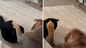 Illustration : « Maintenant il fait pareil », après avoir observé ses humains, ce chiot Bouledogue reproduit leurs gestes pour caresser son ami chat (vidéo)