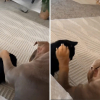 Illustration : &laquo; Maintenant il fait pareil &raquo;, apr&egrave;s avoir observ&eacute; ses humains, ce chiot Bouledogue reproduit leurs gestes pour caresser son ami chat (vid&eacute;o)