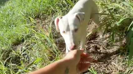 Illustration : Une chienne errante d&eacute;cide de suivre une joggeuse et sa vie bascule pour le meilleur (vid&eacute;o)
