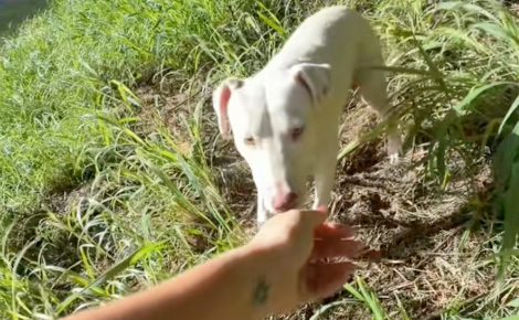 Une chienne errante décide de suivre une joggeuse et sa vie bascule pour le meilleur (vidéo)