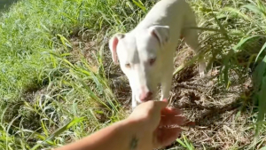 Illustration : Une chienne errante décide de suivre une joggeuse et sa vie bascule pour le meilleur (vidéo)