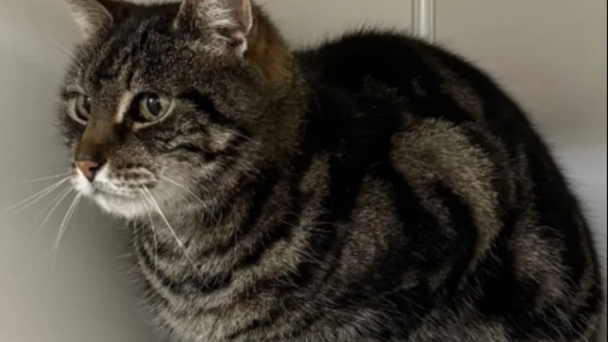 Illustration : "Une femme retrouve son chat après 10 ans d’absence et apprend qu’il n’était jamais parti bien loin"