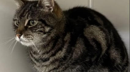 Illustration : Une femme retrouve son chat apr&egrave;s 10 ans d&rsquo;absence et apprend qu&rsquo;il n&rsquo;&eacute;tait jamais parti bien loin