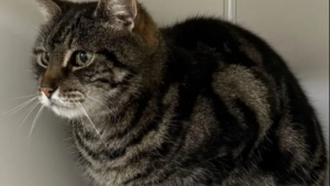 Illustration : Une femme retrouve son chat après 10 ans d’absence et apprend qu’il n’était jamais parti bien loin