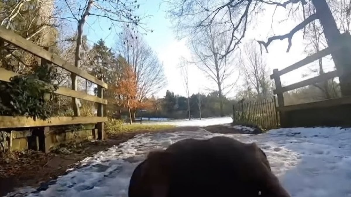 Illustration : "« Imaginez être si petit ? », équipé d’une caméra, un Teckel nous fait découvrir un monde géant dans une vidéo immersive (vidéo)"