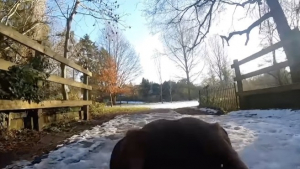 Illustration : « Imaginez être si petit ? », équipé d’une caméra, un Teckel nous fait découvrir un monde géant dans une vidéo immersive (vidéo)