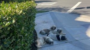 Illustration : &laquo; Leurs sourires en disent long &raquo;, elle d&eacute;couvre 4 chiens abandonn&eacute;s dans un piteux &eacute;tat et promet de leur offrir le meilleur