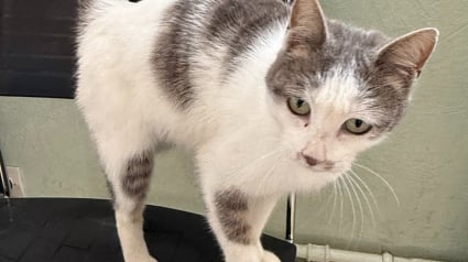 Illustration : Un chat s&ucirc;r de lui s&rsquo;invite &agrave; la brigade de gendarmerie, les militaires l'aident &agrave; rentrer aupr&egrave;s des siens