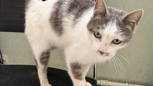 Illustration : Un chat sûr de lui s’invite à la brigade de gendarmerie, les militaires l'aident à rentrer auprès des siens