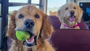 Illustration : 12 photos de chiens qui prennent le bus tels de parfaits petits &eacute;coliers