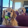 Illustration : 12 photos de chiens qui prennent le bus tels de parfaits petits &eacute;coliers