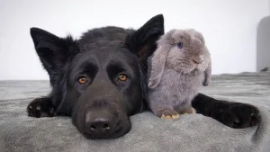 Illustration : 10 chiens qui prouvent que l&rsquo;amiti&eacute; ne doit pas avoir de barri&egrave;re