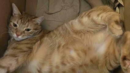 Illustration : 12 photos amusantes de chats qui pensent qu&rsquo;un carton est un palace