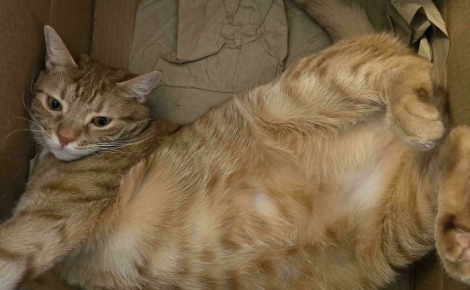 12 photos amusantes de chats qui pensent qu’un carton est un palace