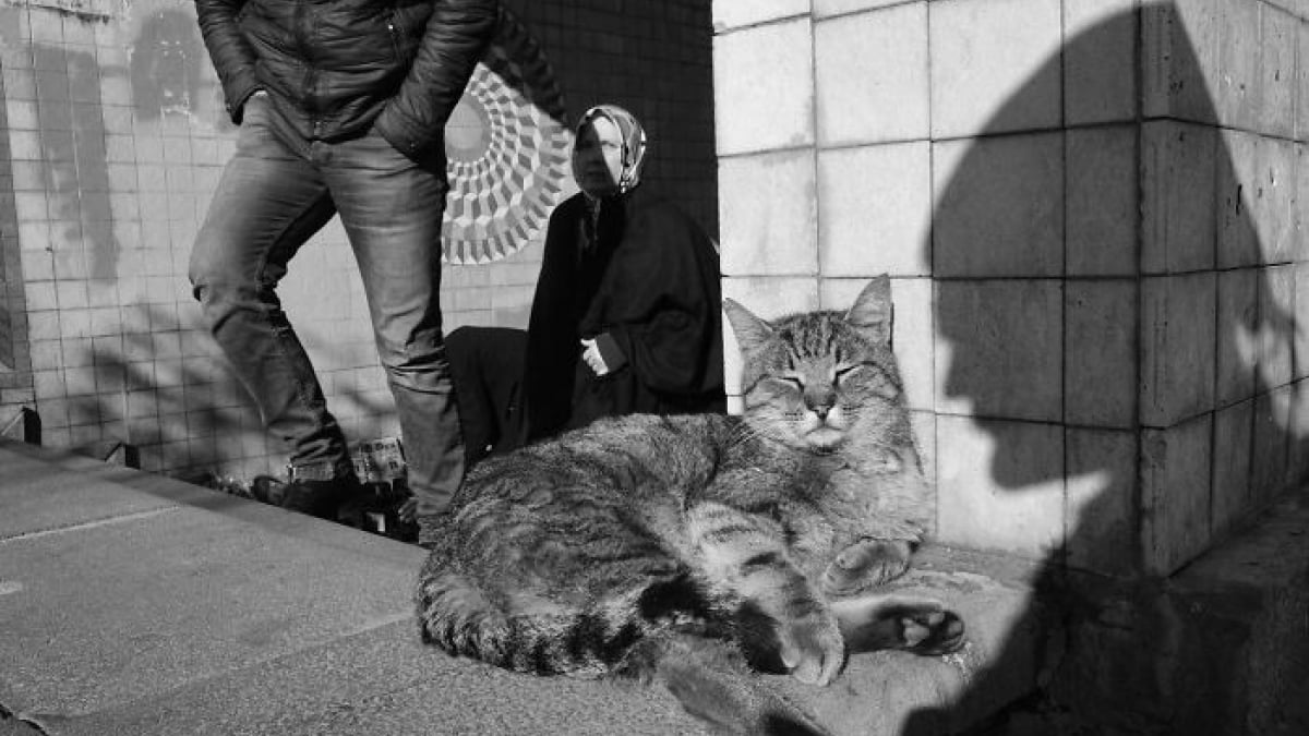 Illustration : "12 photos qui mettent en valeur la beauté des chats de rue"