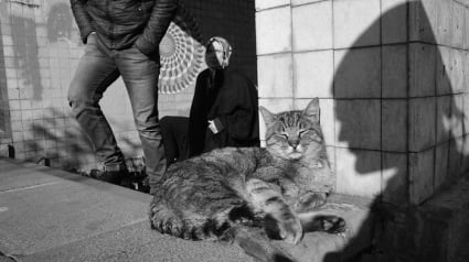 Illustration : 12 photos qui mettent en valeur la beaut&eacute; des chats de rue