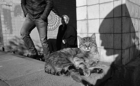 12 photos qui mettent en valeur la beauté des chats de rue