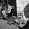 Illustration : 12 photos qui mettent en valeur la beaut&eacute; des chats de rue