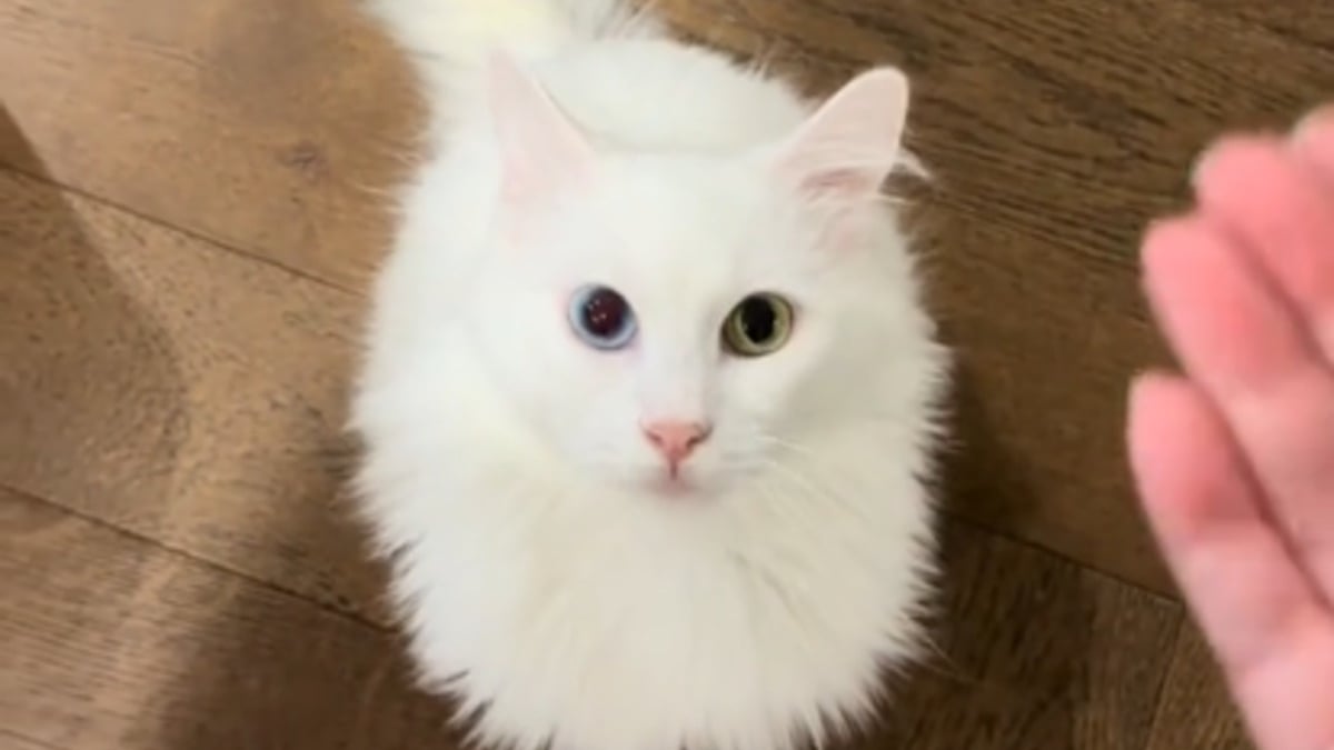 Illustration : "Adopté fin 2025, ce chat n'entend aucun son mais a développé une capacité de compréhension grâce au langage gestuel inventé par sa maîtresse (vidéo)"