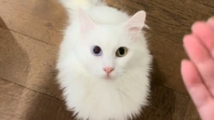 Illustration : Adopt&eacute; fin 2025, ce chat n'entend aucun son mais a d&eacute;velopp&eacute; une capacit&eacute; de compr&eacute;hension gr&acirc;ce au langage gestuel invent&eacute; par sa ma&icirc;tresse (vid&eacute;o)