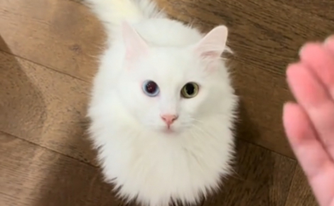 Adopté fin 2025, ce chat n'entend aucun son mais a développé une capacité de compréhension grâce au langage gestuel inventé par sa maîtresse (vidéo)