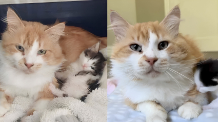 Illustration : Un chat amical tout juste arriv&eacute; au refuge soulage une maman f&eacute;line en prenant en charge l&rsquo;&eacute;ducation de ses petits (vid&eacute;o)