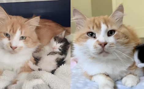 Un chat amical tout juste arrivé au refuge soulage une maman féline en prenant en charge l’éducation de ses petits (vidéo)