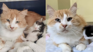 Illustration : Un chat amical tout juste arrivé au refuge soulage une maman féline en prenant en charge l’éducation de ses petits (vidéo)