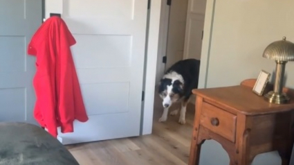 Illustration : Ce chien qui a peur de franchir les portes a une technique bien &agrave; lui pour entrer dans une pi&egrave;ce (vid&eacute;o)