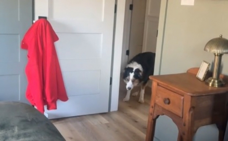 Ce chien qui a peur de franchir les portes a une technique bien à lui pour entrer dans une pièce (vidéo)