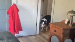 Illustration : "Ce chien qui a peur de franchir les portes a une technique bien à lui pour entrer dans une pièce (vidéo)"