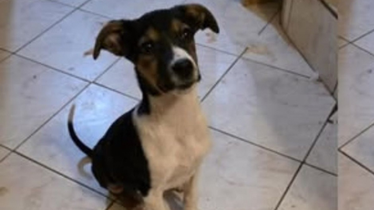 Illustration : "« Sauver Americana, c’est lui offrir une enfance », après avoir connu l'enfer de l'errance, ce chiot veut découvrir l'amour d'une famille"