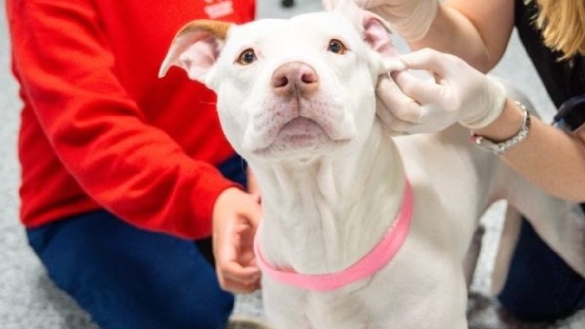 Illustration : "« Operation Fight Club », 207 chiens sauvés d'un réseau de combats canins grâce à un raid historique du FBI"