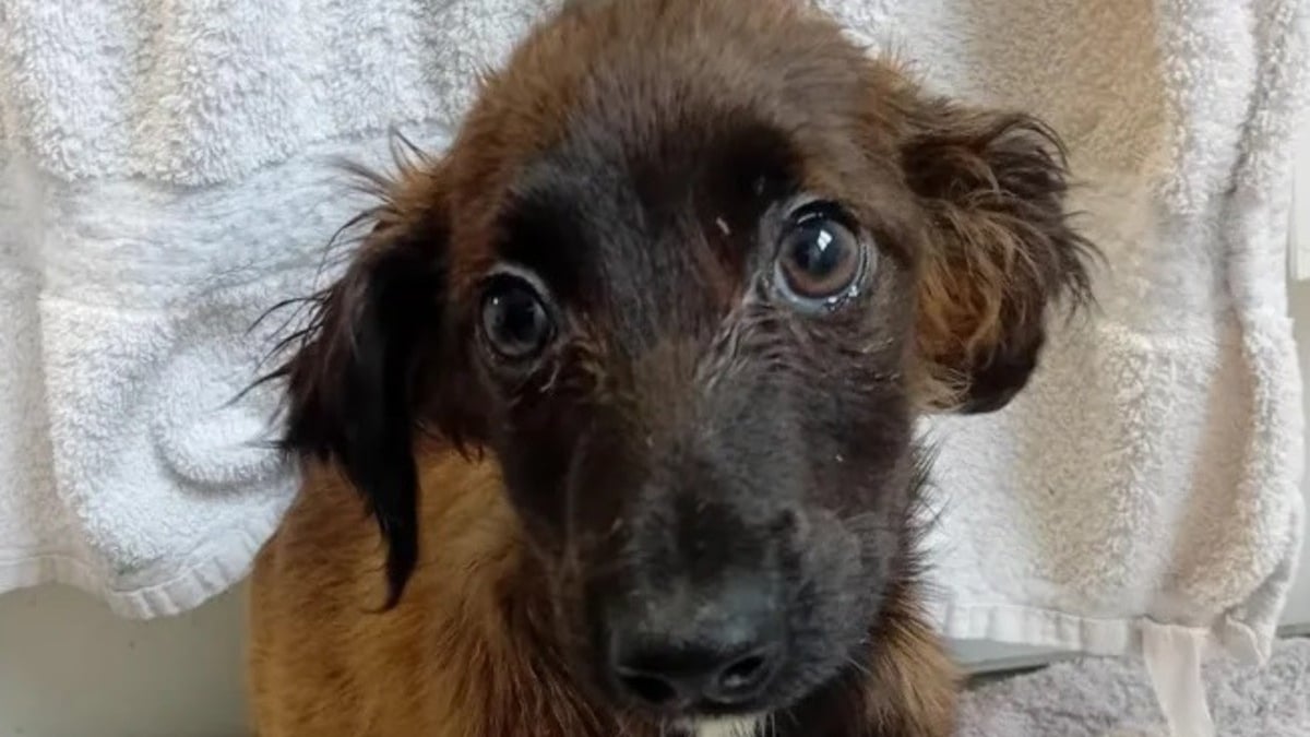 Illustration : "Sauvés d’un appartement insalubre, 65 chiens découvrent l’herbe pour la première fois et osent s’approcher des bénévoles"