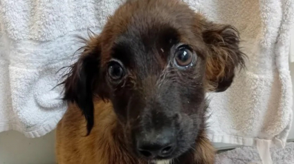 Illustration : Sauv&eacute;s d&rsquo;un appartement insalubre, 65 chiens d&eacute;couvrent l&rsquo;herbe pour la premi&egrave;re fois et osent s&rsquo;approcher des b&eacute;n&eacute;voles